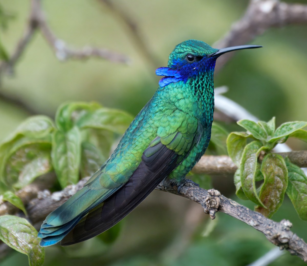 Sparkling Violetear - ML645337546