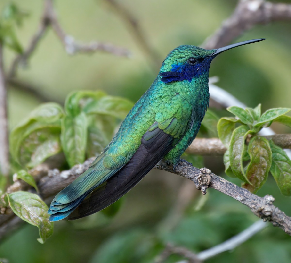 Sparkling Violetear - ML645337547