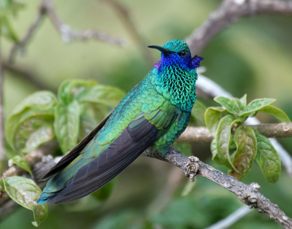 Sparkling Violetear - ML645337548