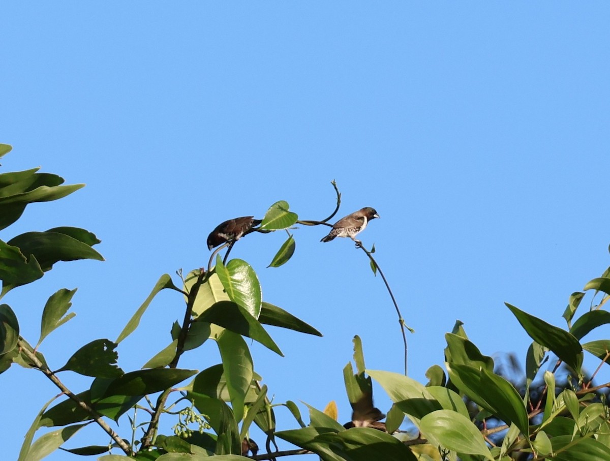 Bronze Mannikin - ML645337549