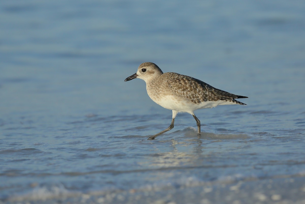 Black-bellied Plover - ML645337550