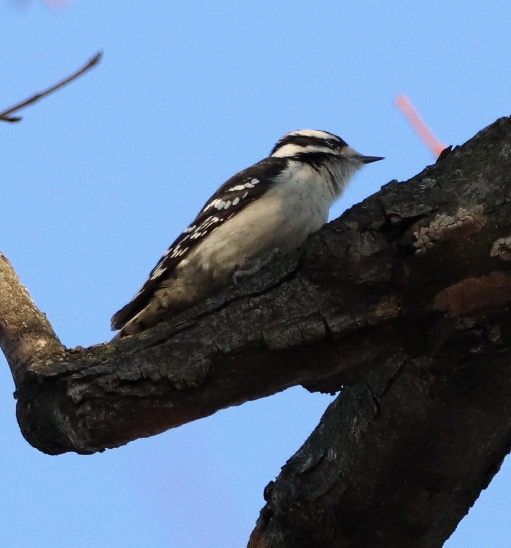 Downy Woodpecker - ML645337554