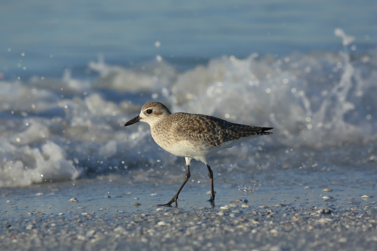 Black-bellied Plover - ML645337562