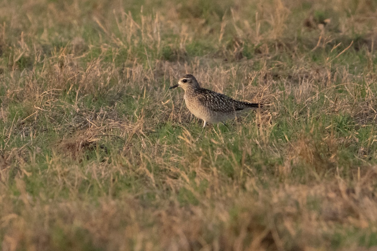 Tundra-Goldregenpfeifer - ML645337568