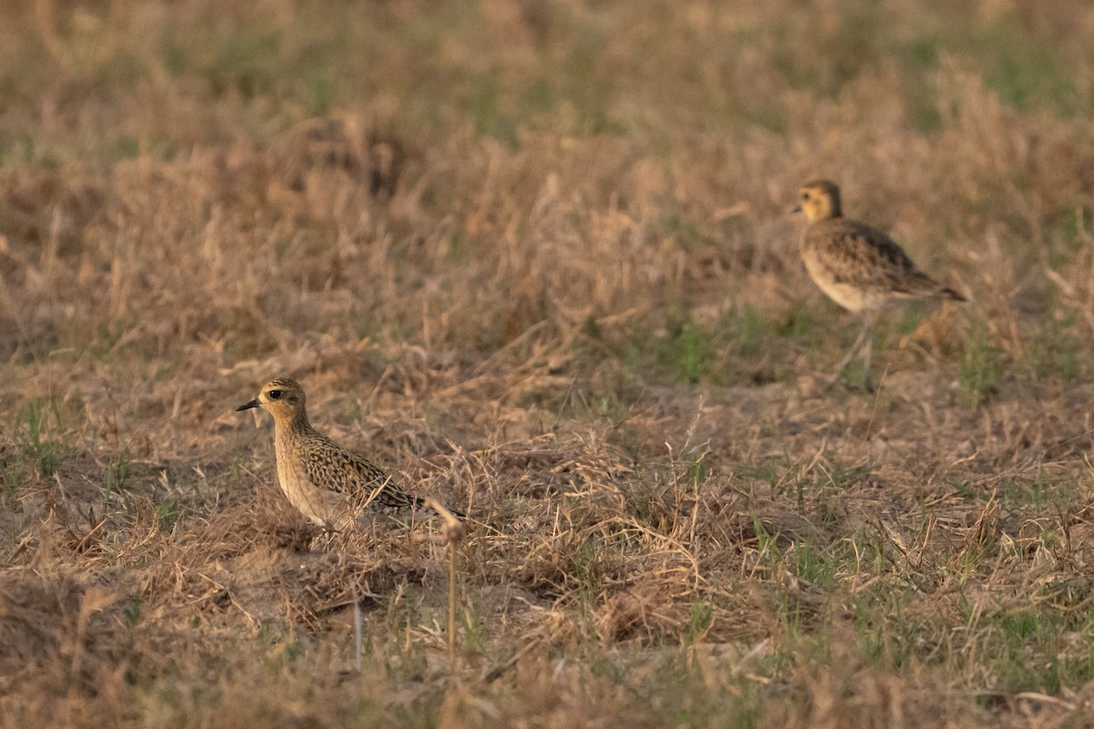 Tundra-Goldregenpfeifer - ML645337569
