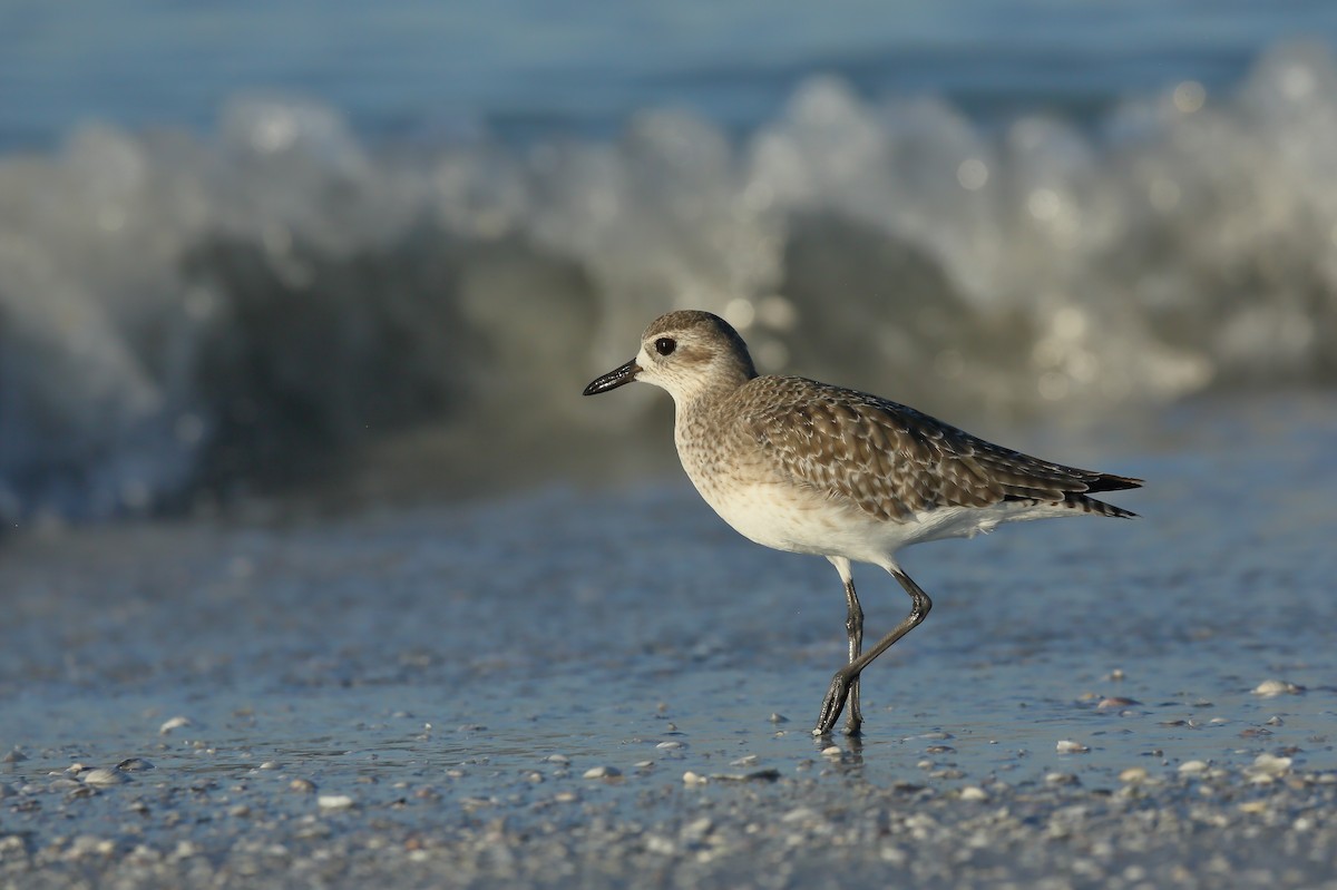 Black-bellied Plover - ML645337570
