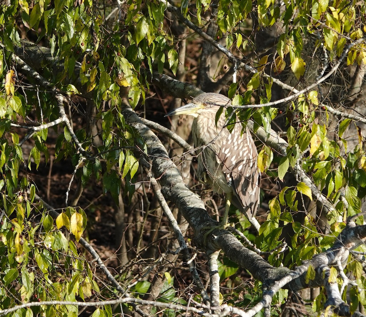 Black-crowned Night Heron - ML645337571