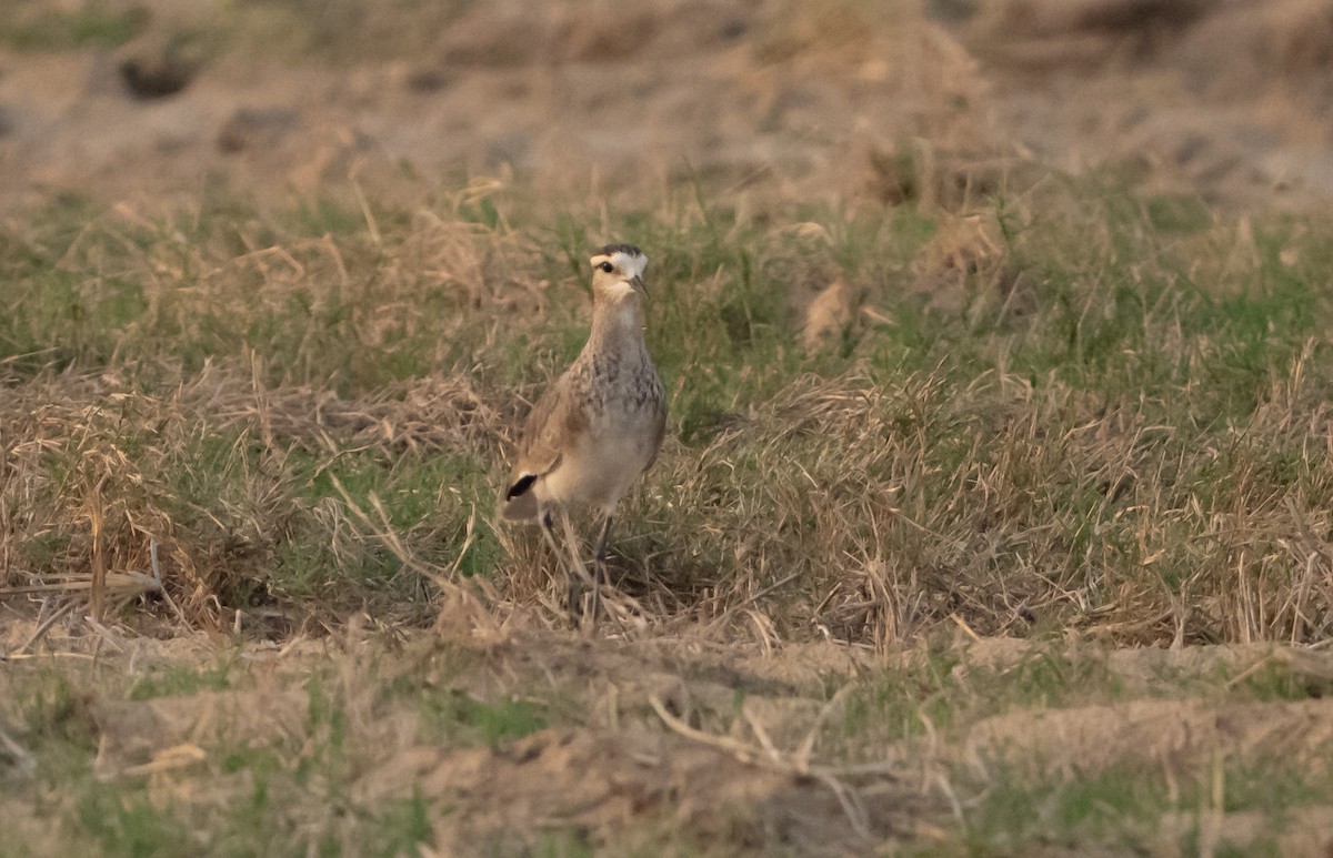 Steppenkiebitz - ML645337575