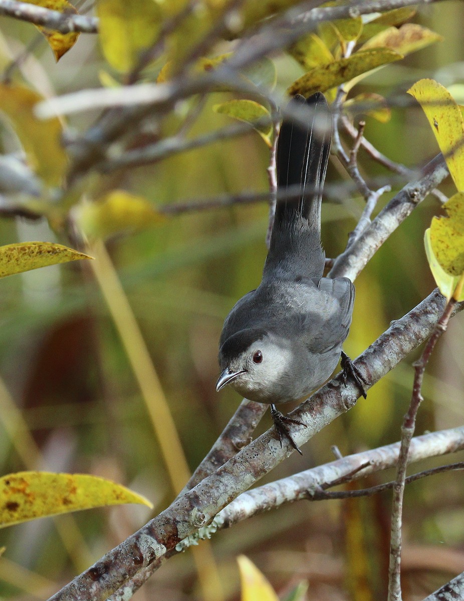 Gray Catbird - ML645337577