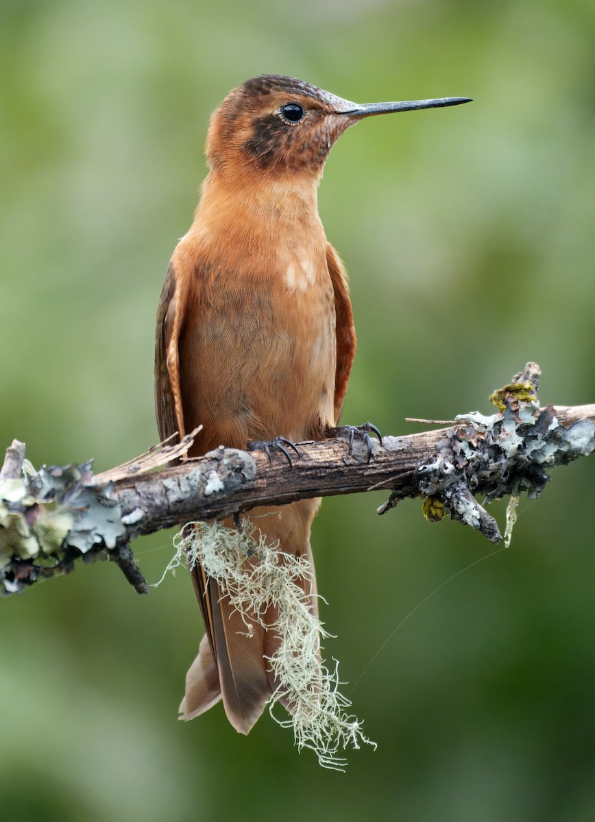 Shining Sunbeam - ML645337578