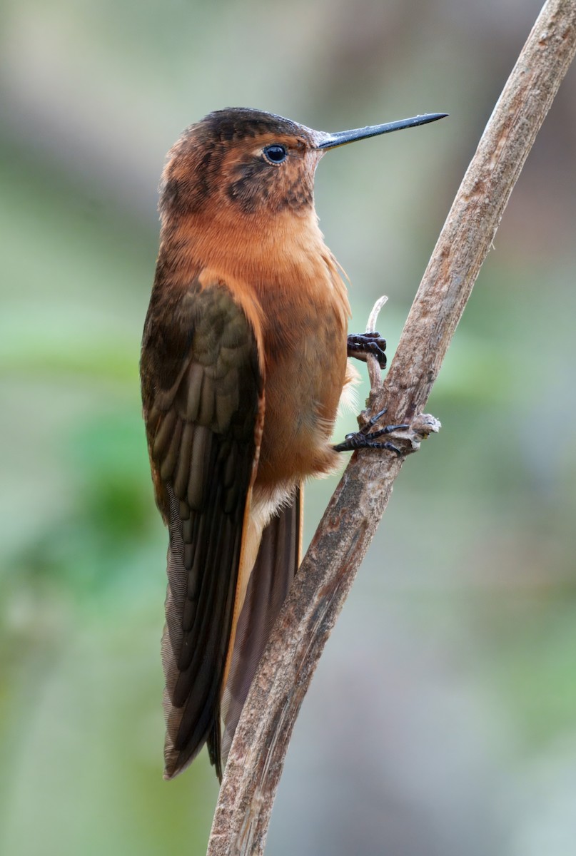 Shining Sunbeam - ML645337579