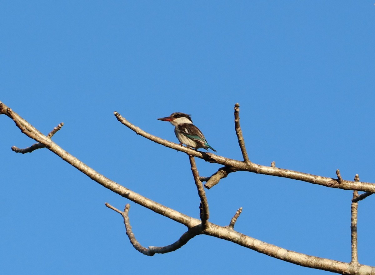 Striped Kingfisher - ML645337584
