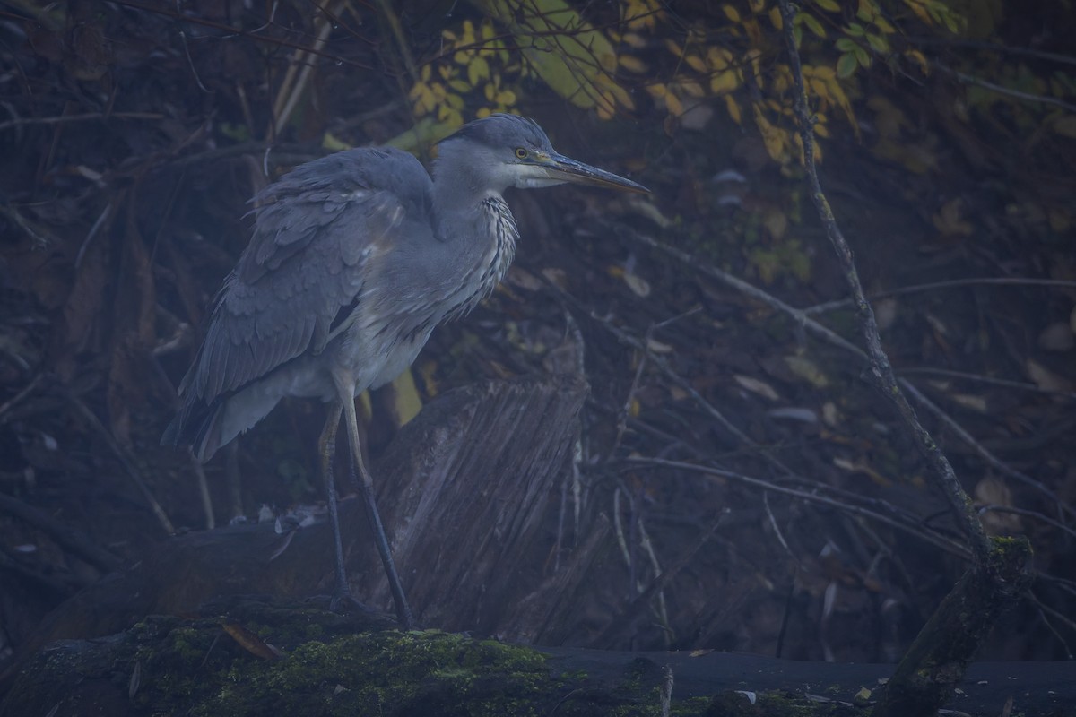 蒼鷺 - ML645337598