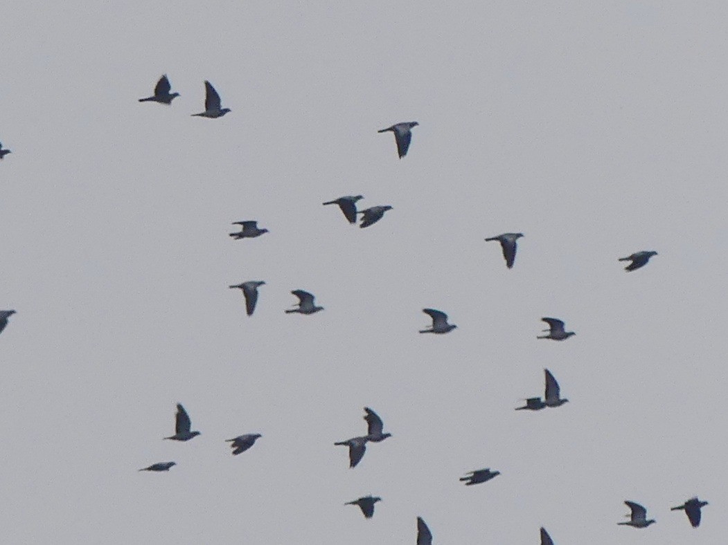 Stock Dove - ML645337602