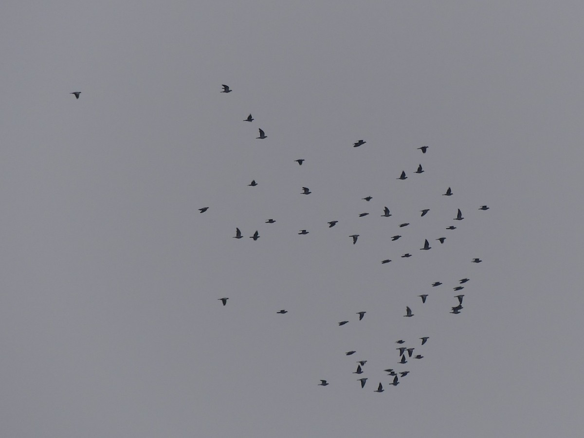 Stock Dove - ML645337603