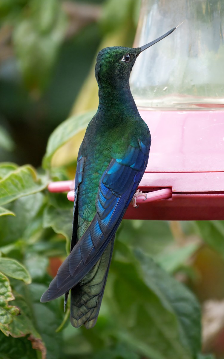 Great Sapphirewing - ML645337606