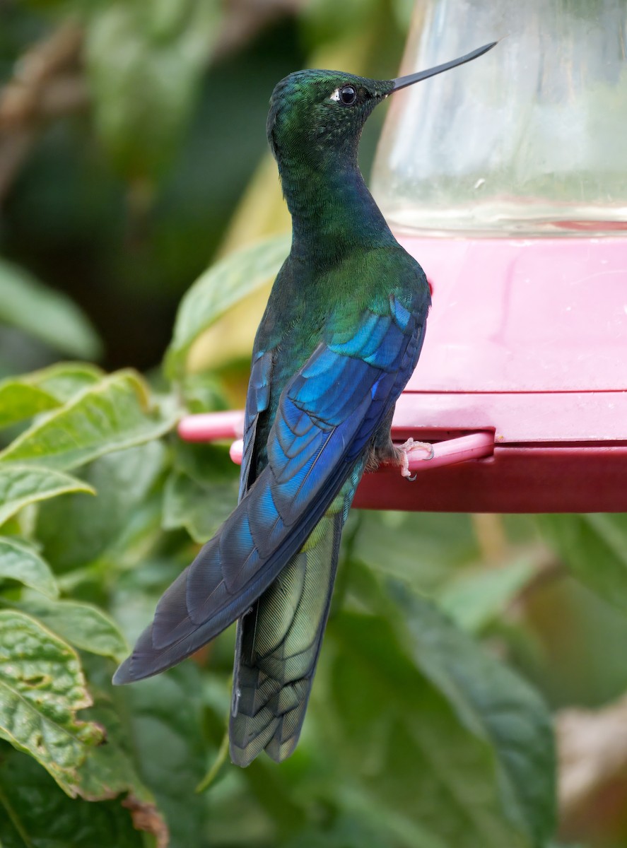 Great Sapphirewing - ML645337607