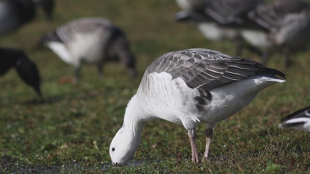 雑種 ハクガン ｘ コクガン - ML645337608