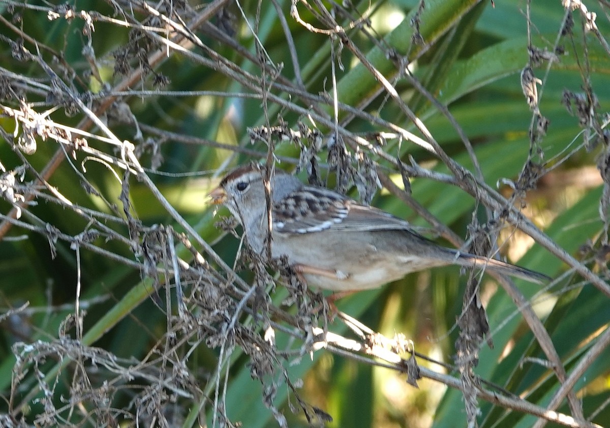 White-crowned Sparrow - ML645337611