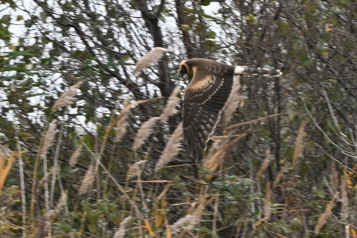 Aguilucho Papialbo - ML645337612