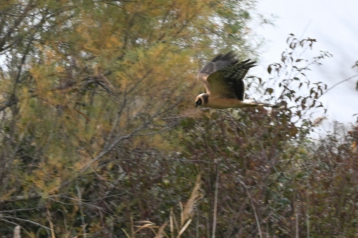 Aguilucho Papialbo - ML645337613
