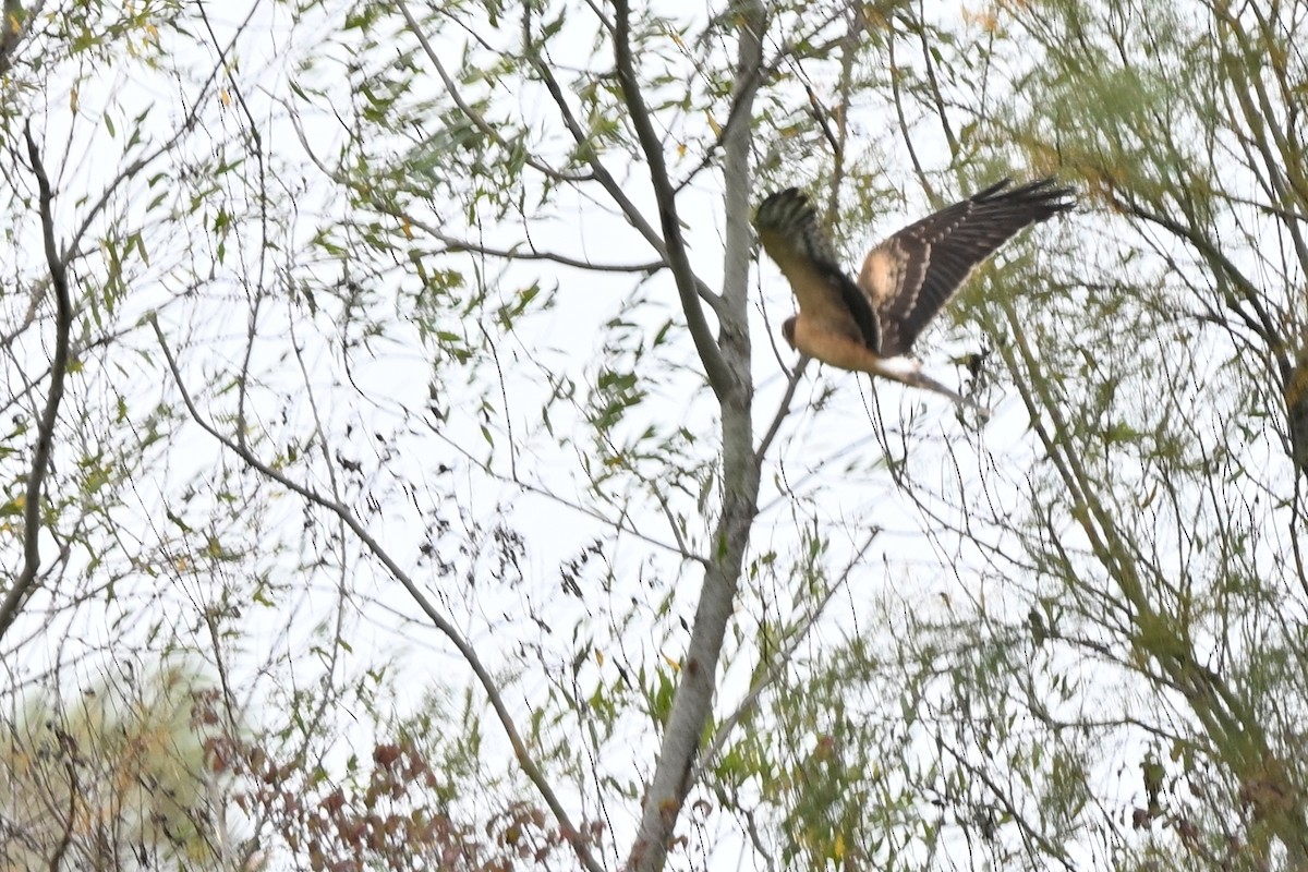 Aguilucho Papialbo - ML645337614