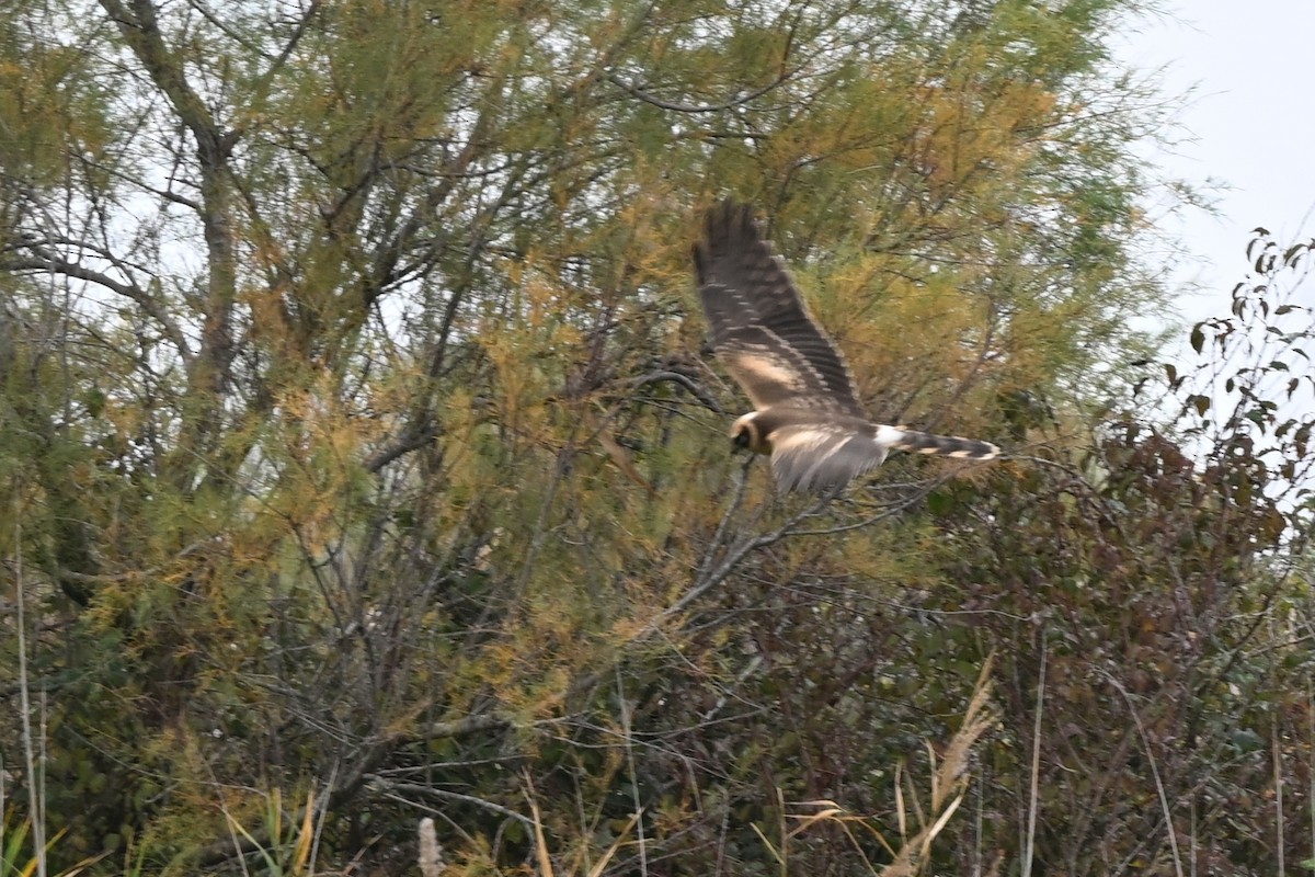 Aguilucho Papialbo - ML645337615