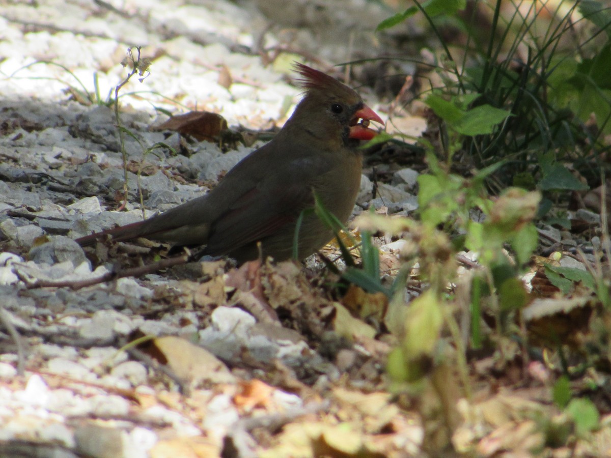 Northern Cardinal - ML645337620