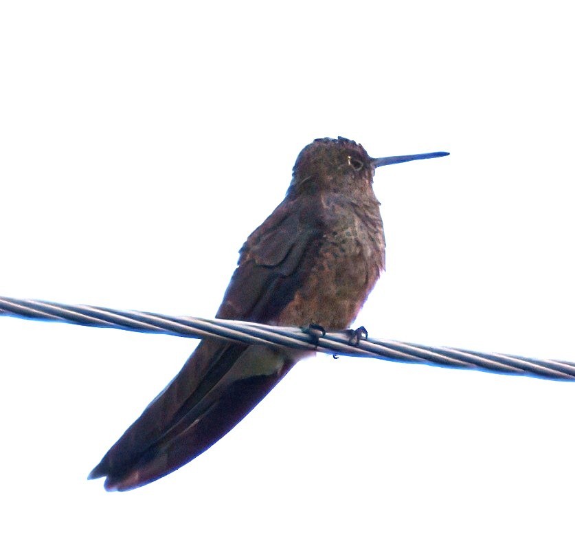 Giant Hummingbird - ML645337624
