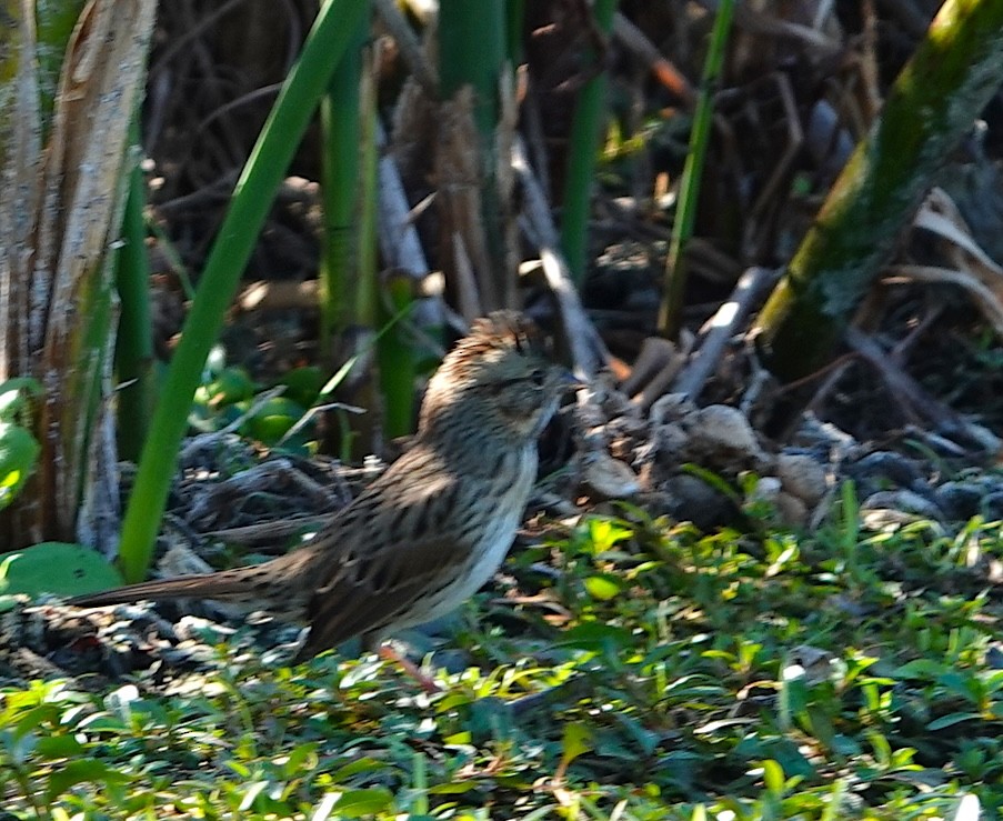 Lincoln's Sparrow - ML645337632