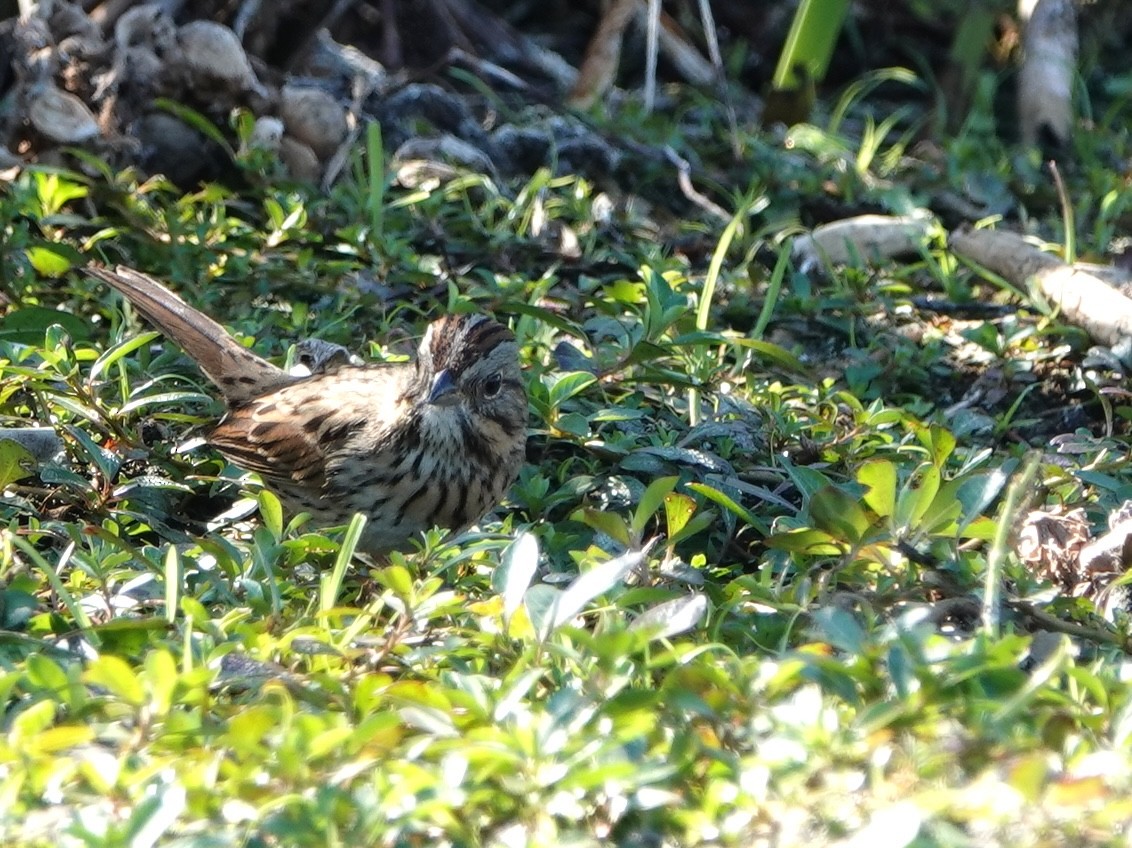 Lincoln's Sparrow - ML645337633