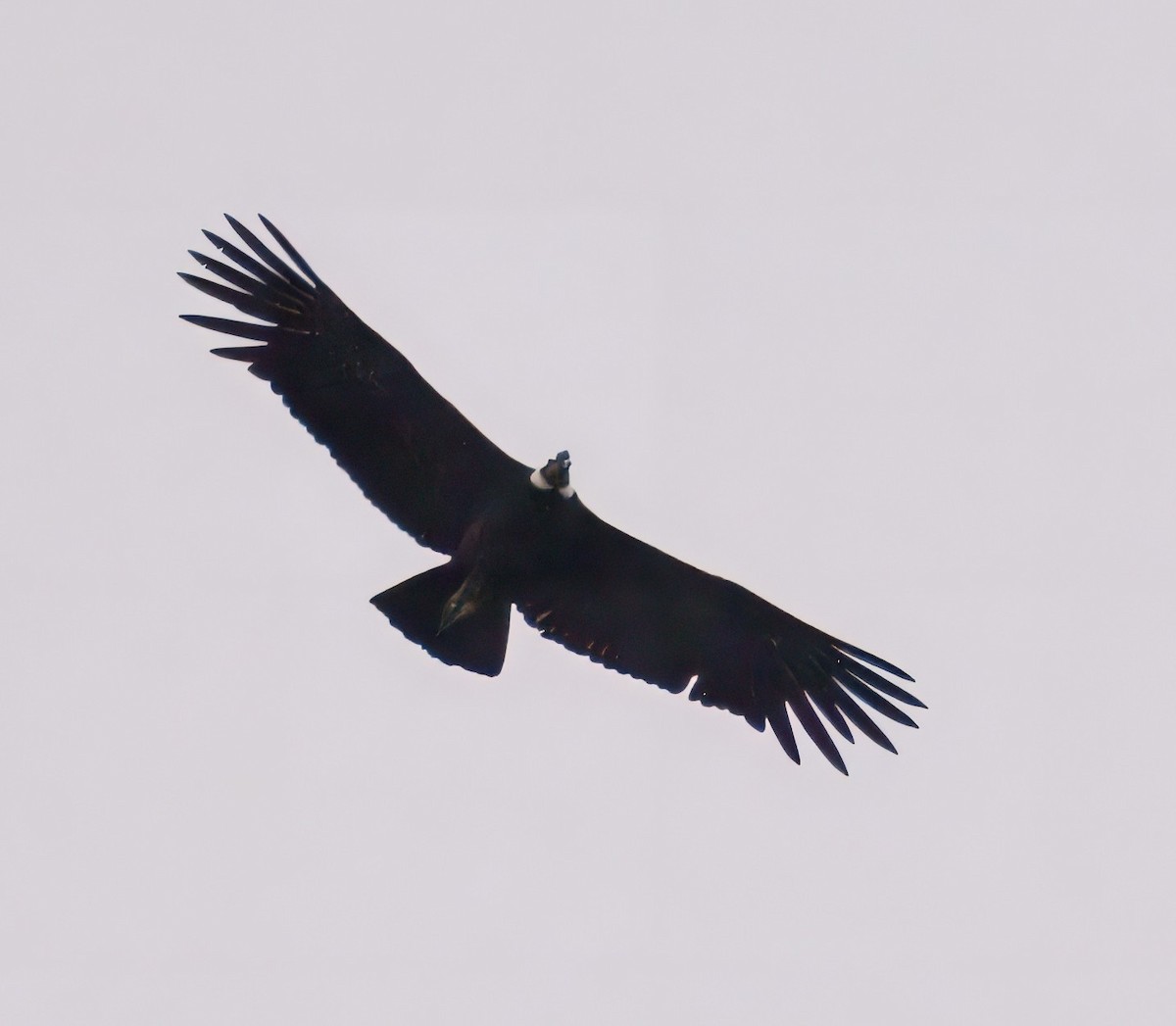 Andean Condor - ML645337635