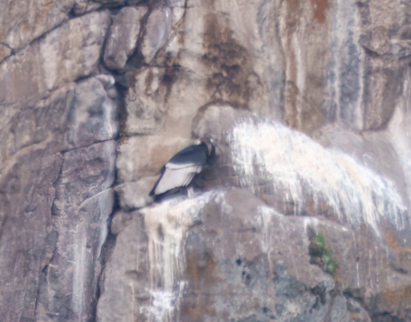 Andean Condor - ML645337636