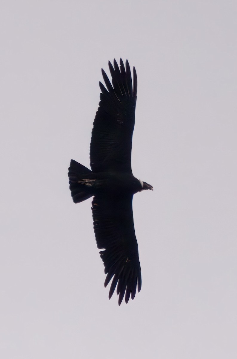 Andean Condor - ML645337637