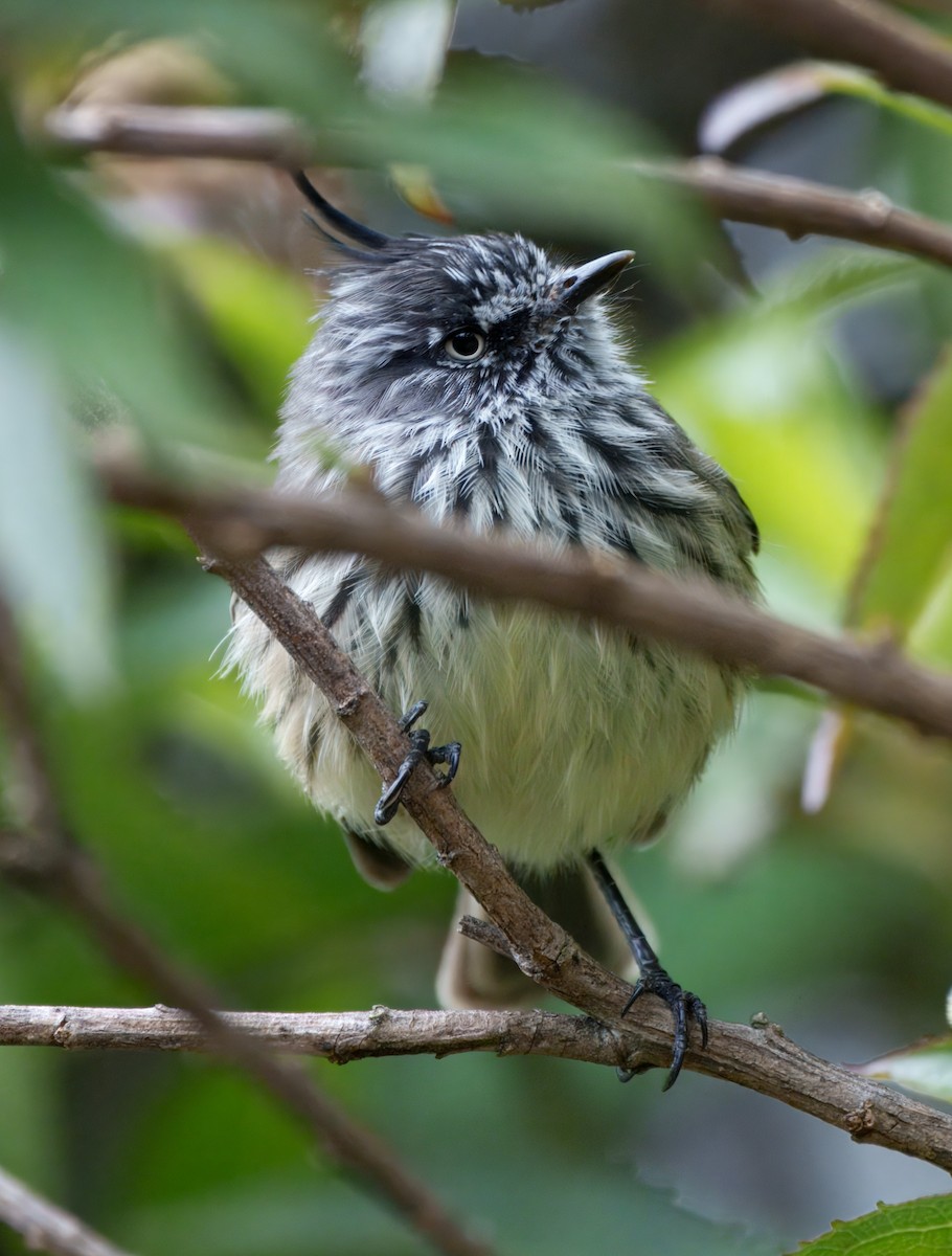 Tufted Tit-Tyrant - ML645337652