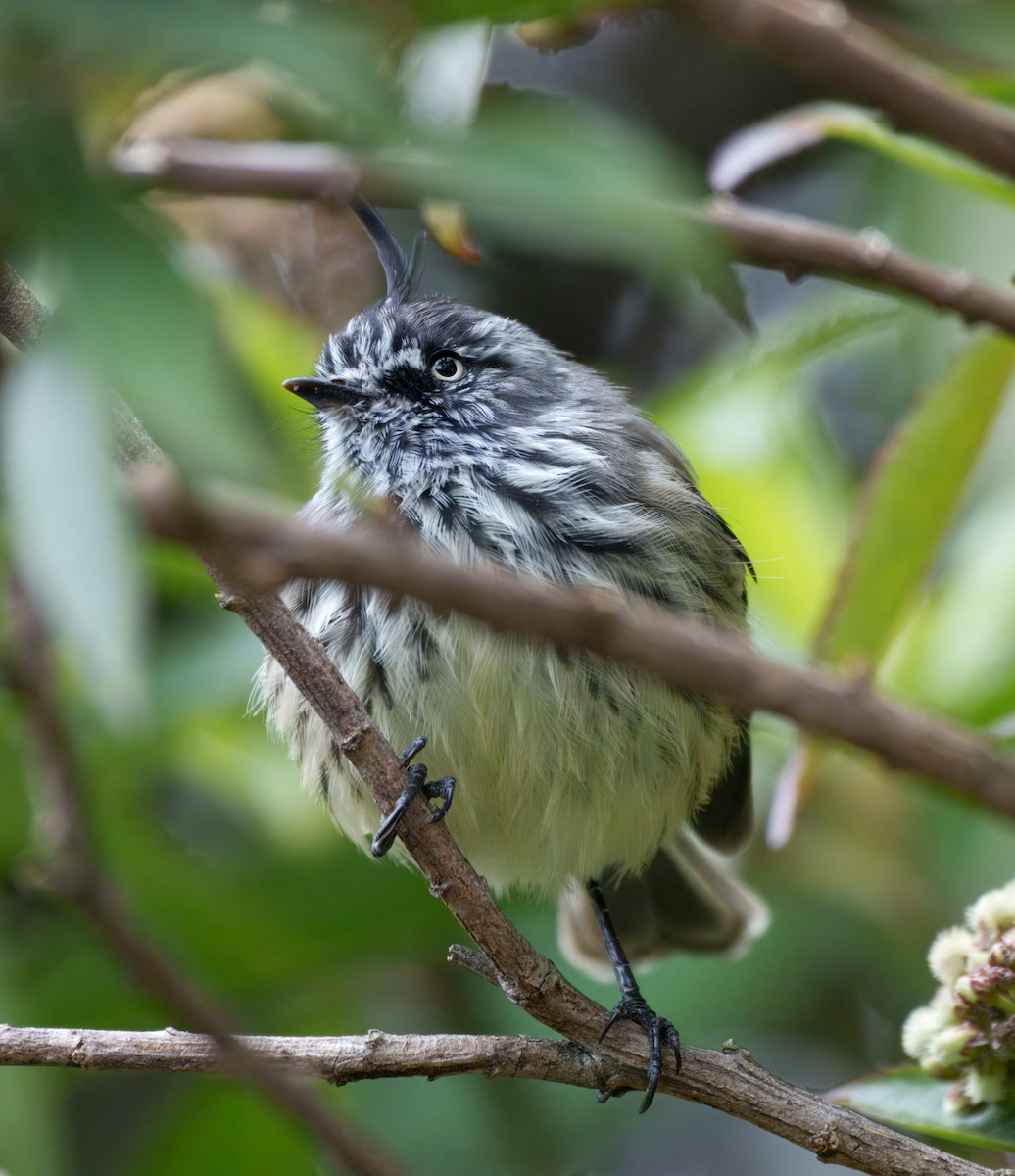 Tufted Tit-Tyrant - ML645337653