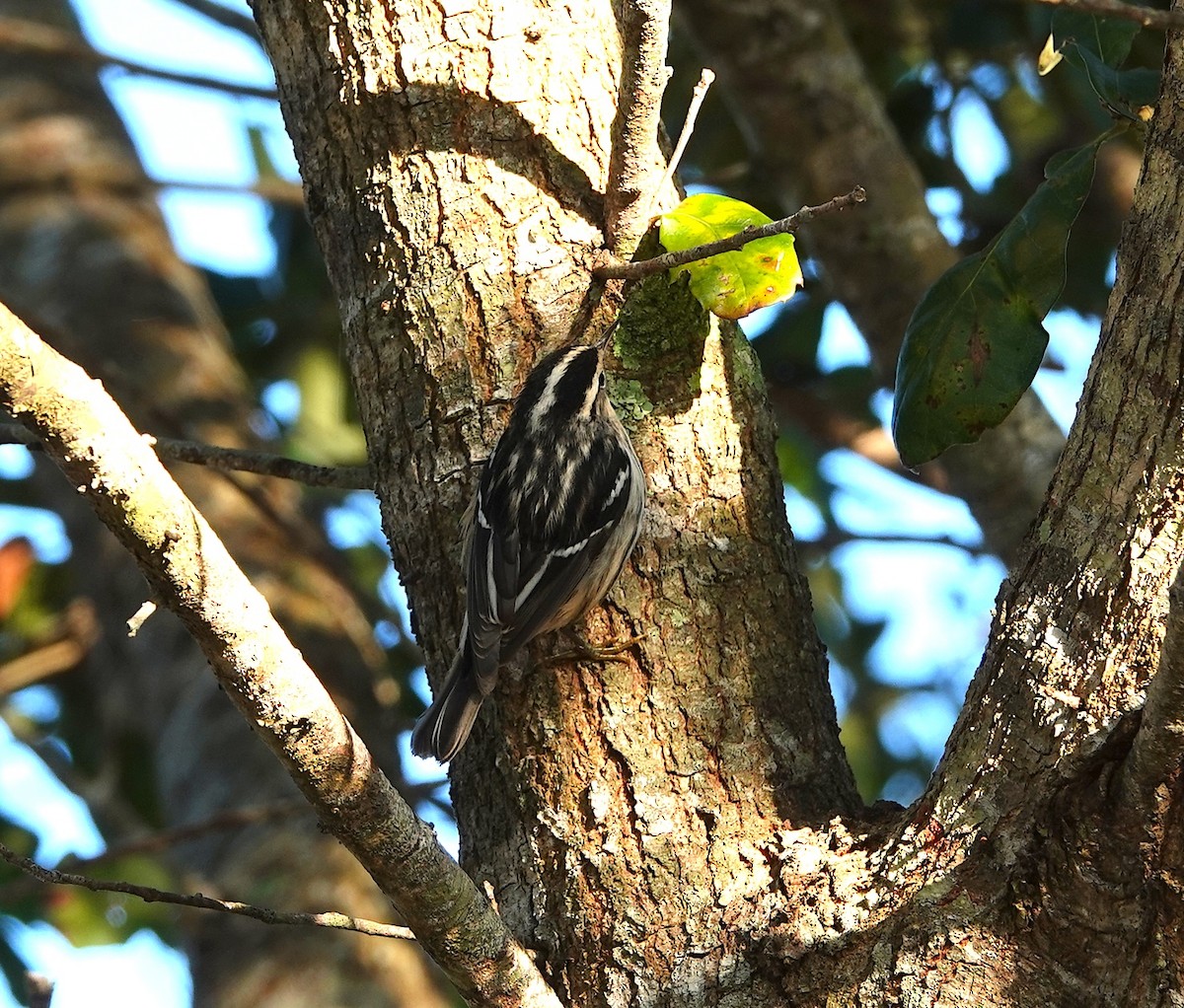 Black-and-white Warbler - ML645337655