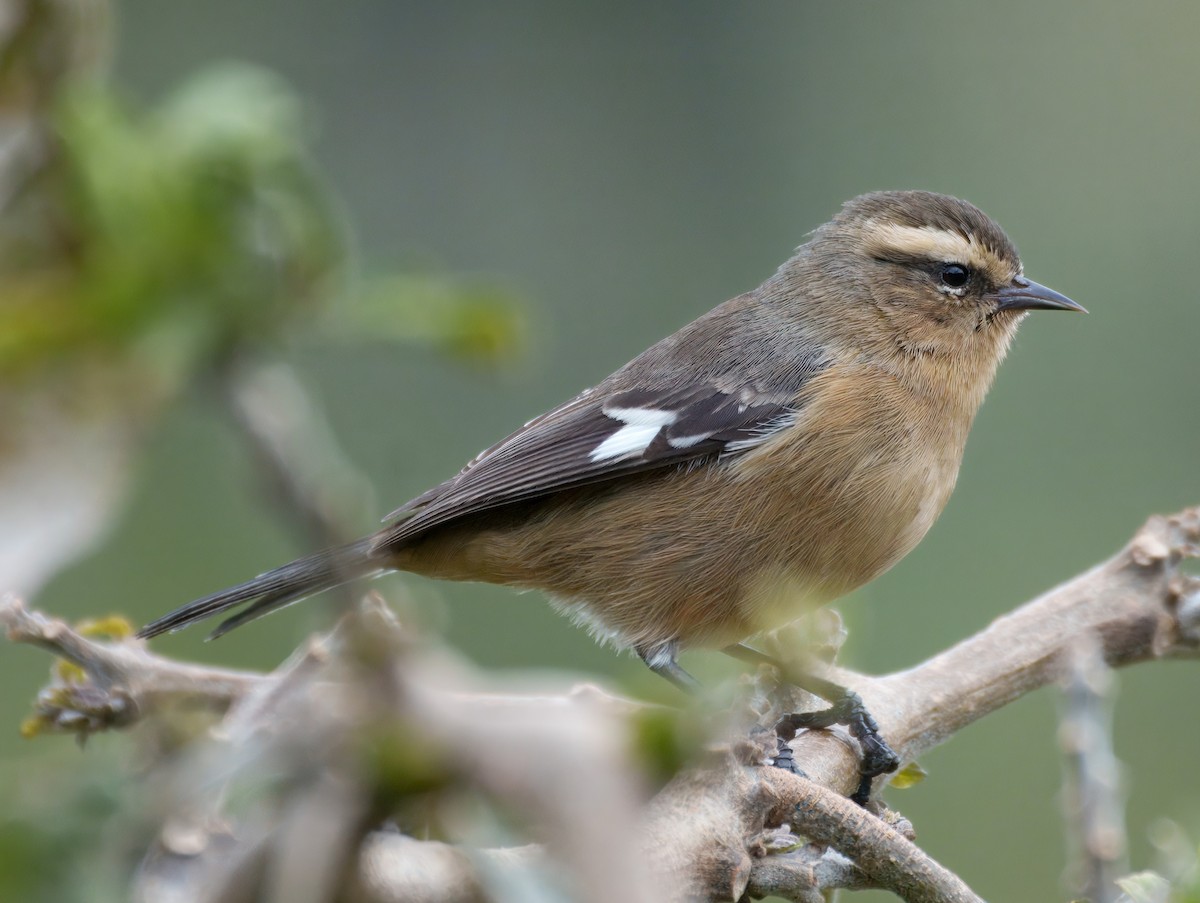 Cinereous Conebill - ML645337665