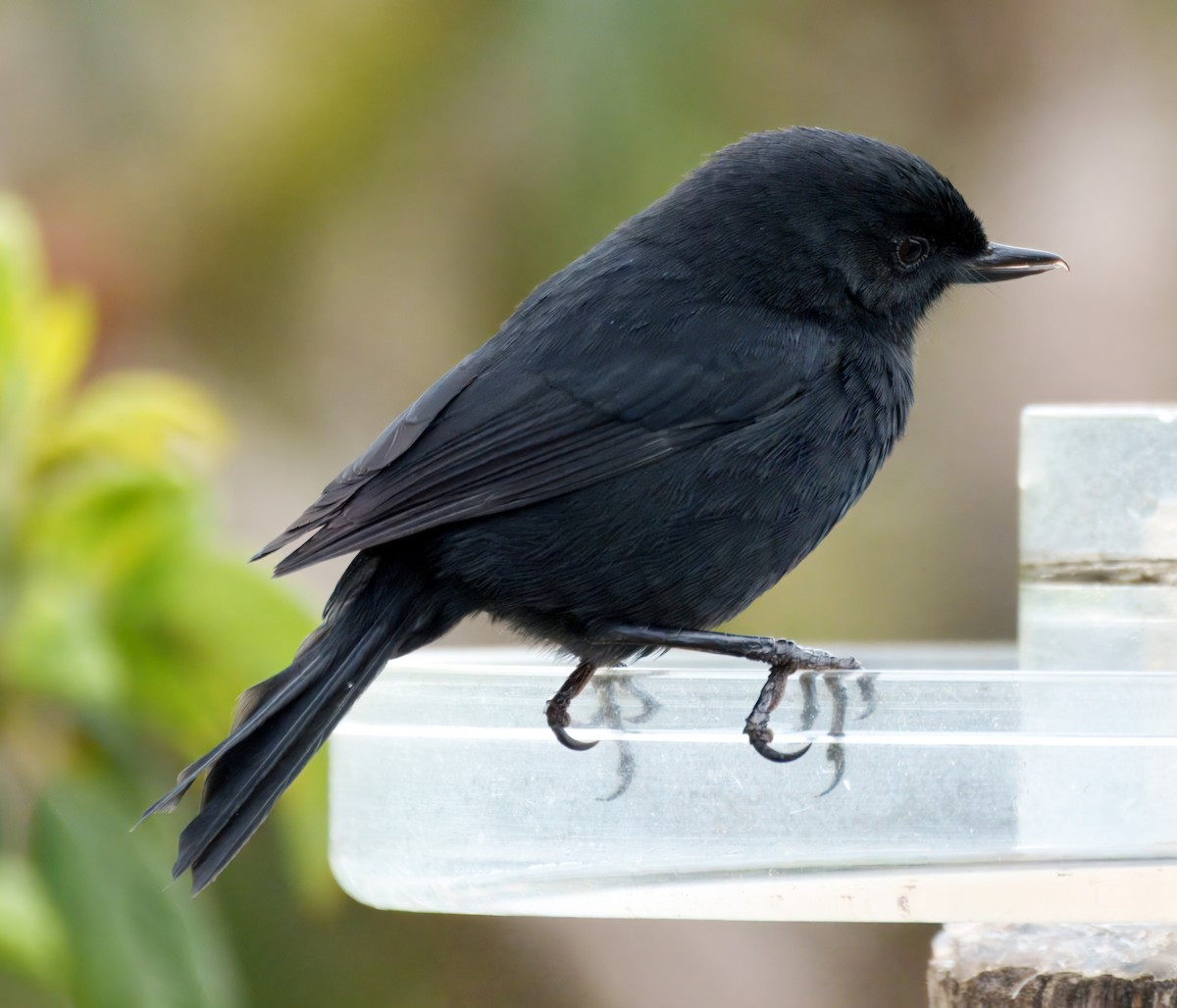Black Flowerpiercer - ML645337672