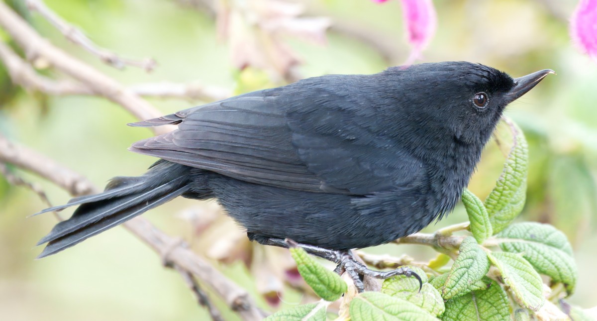 Black Flowerpiercer - ML645337673