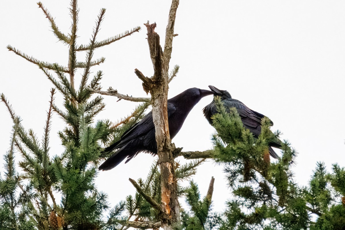 Common Raven - ML645337675