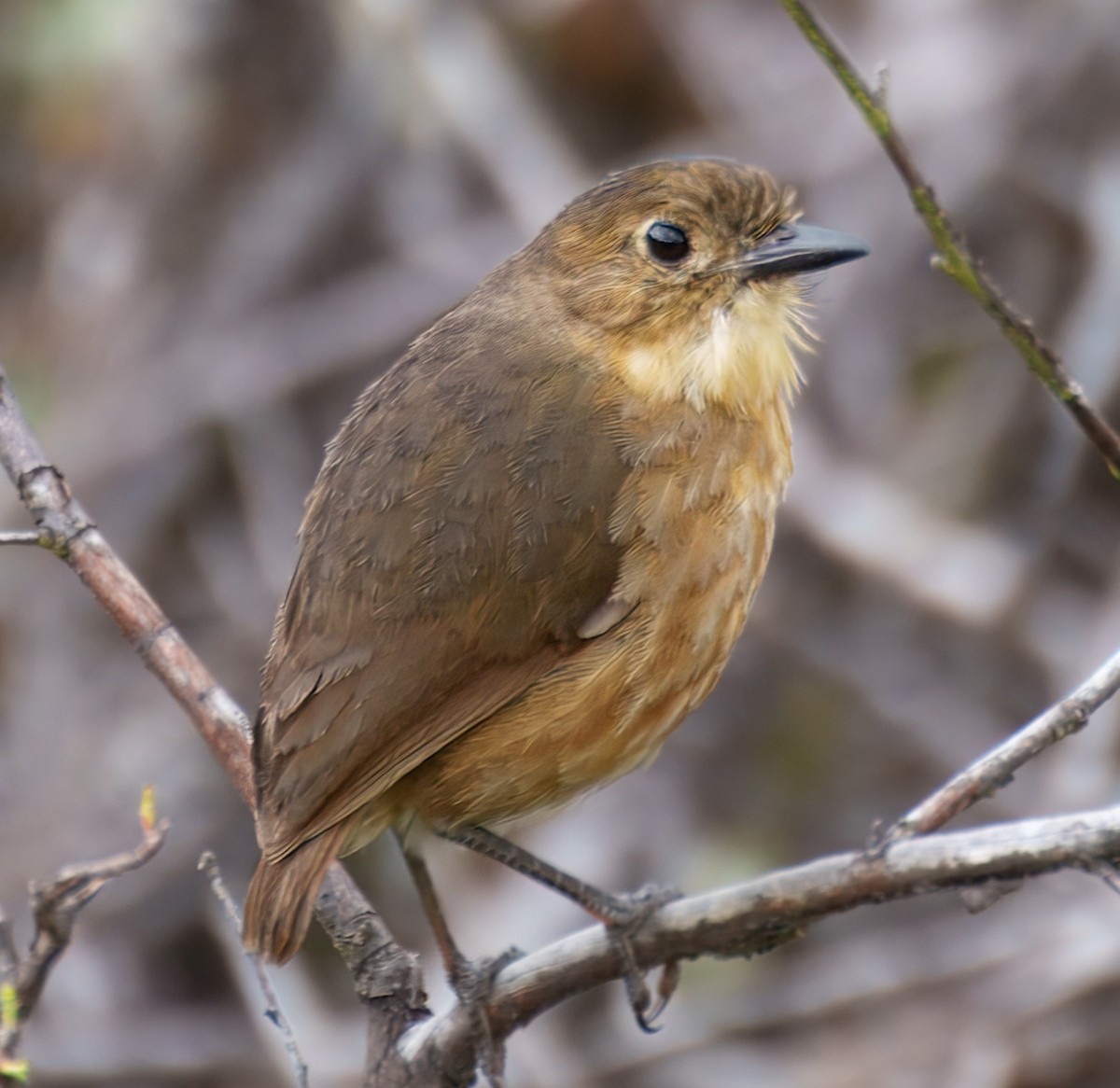 Tawny Antpitta - ML645337706