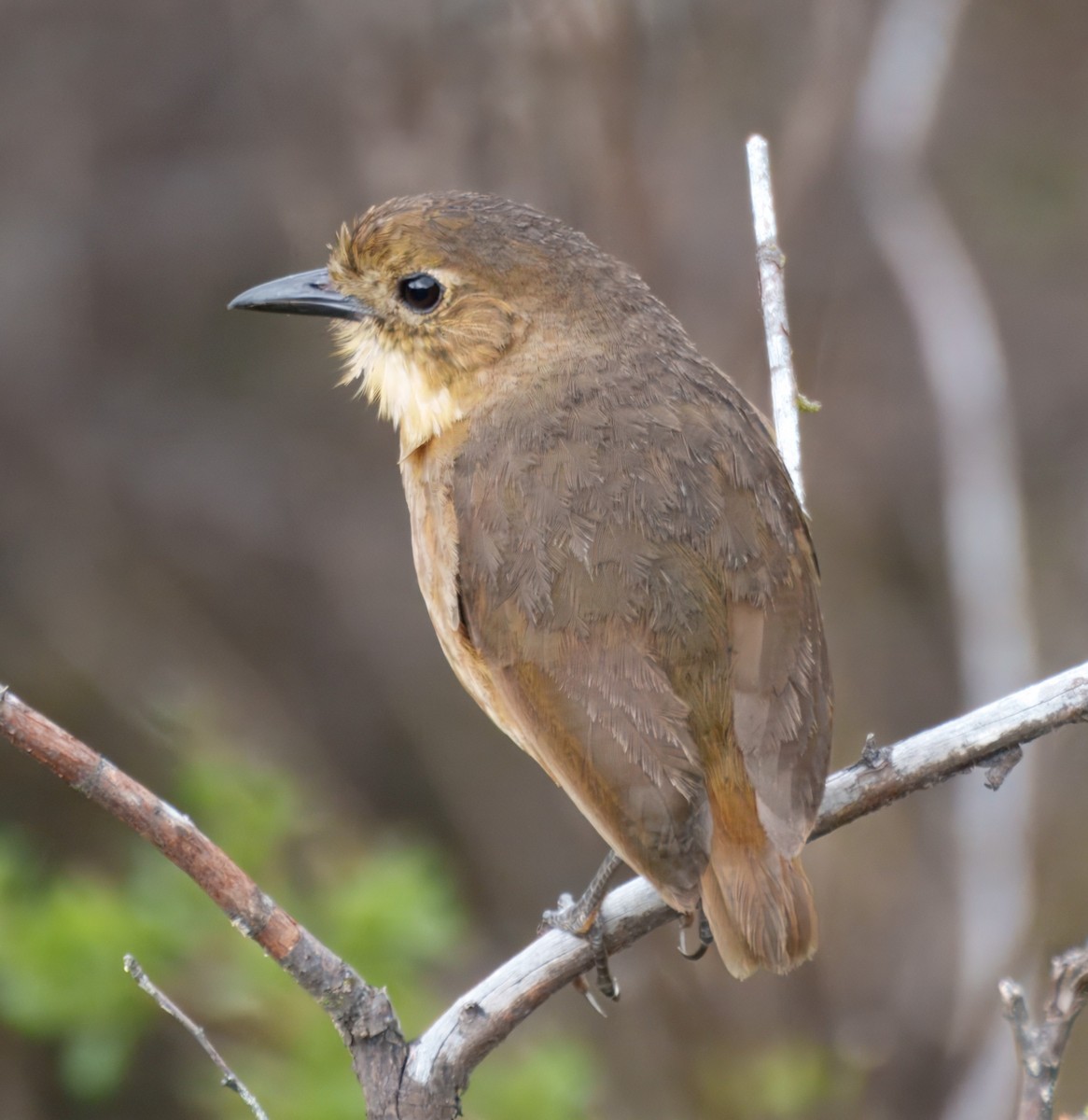 Tawny Antpitta - ML645337707