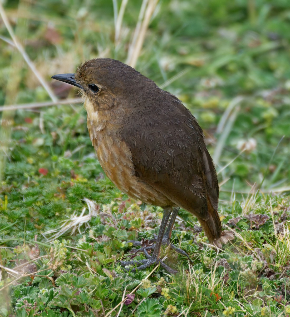 Tawny Antpitta - ML645337708