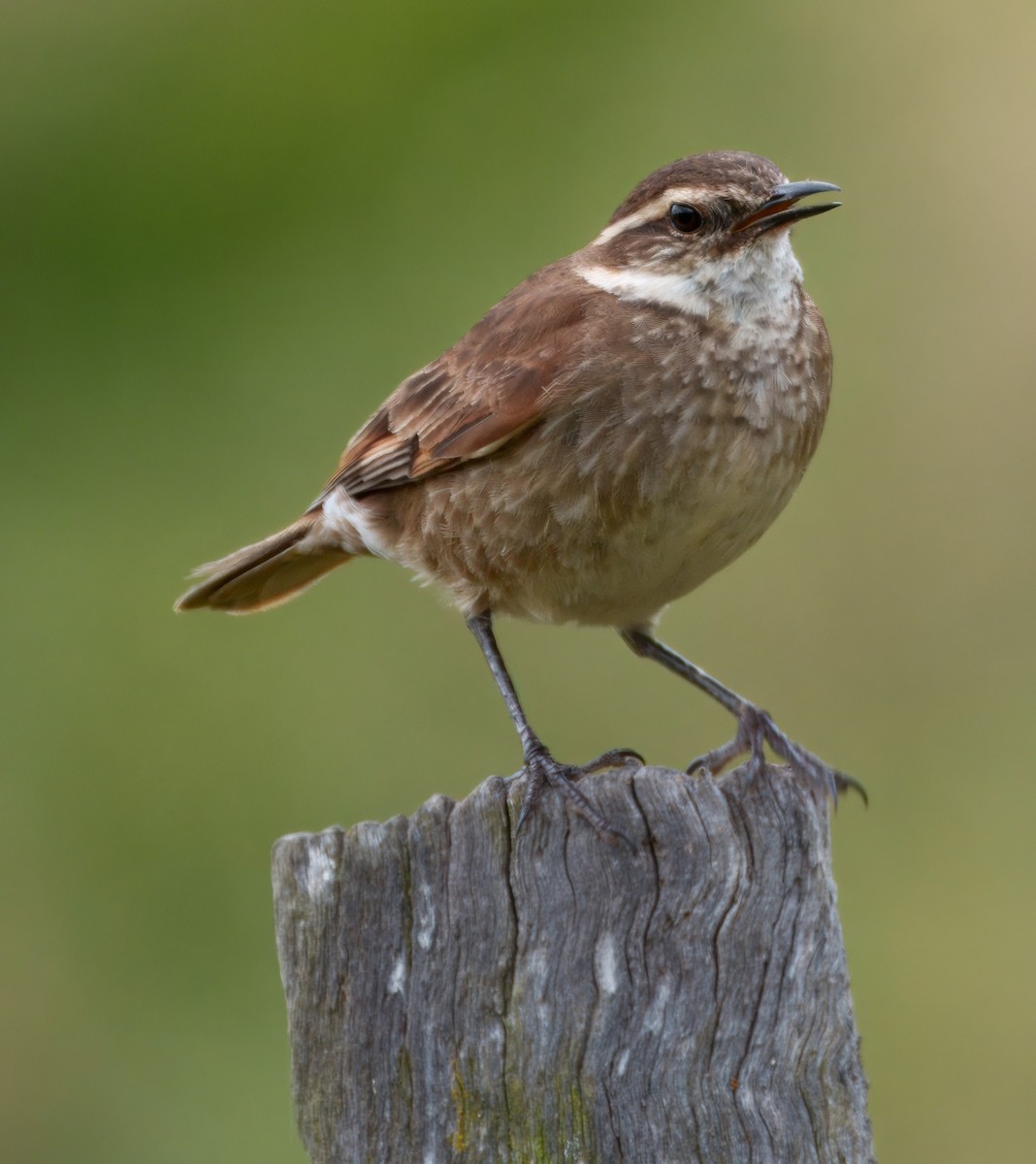 Chestnut-winged Cinclodes - ML645337716