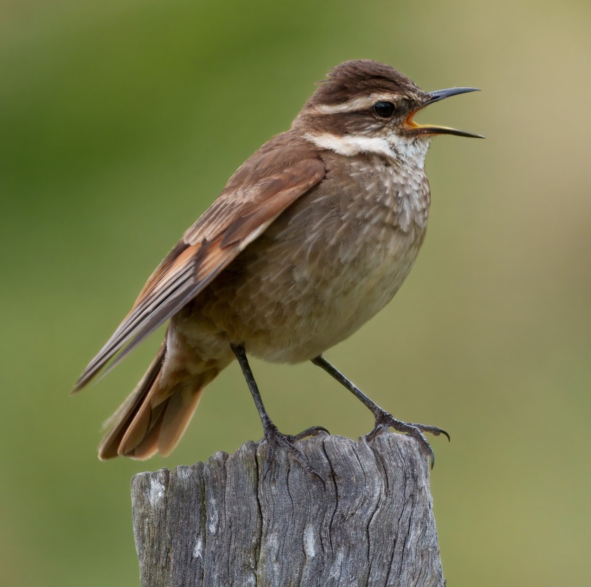 Chestnut-winged Cinclodes - ML645337717