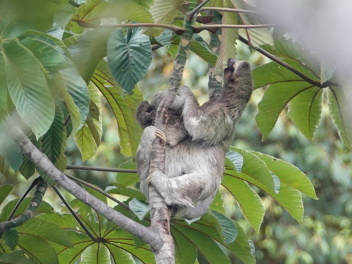 Brown-throated Three-toed Sloth - ML645337719