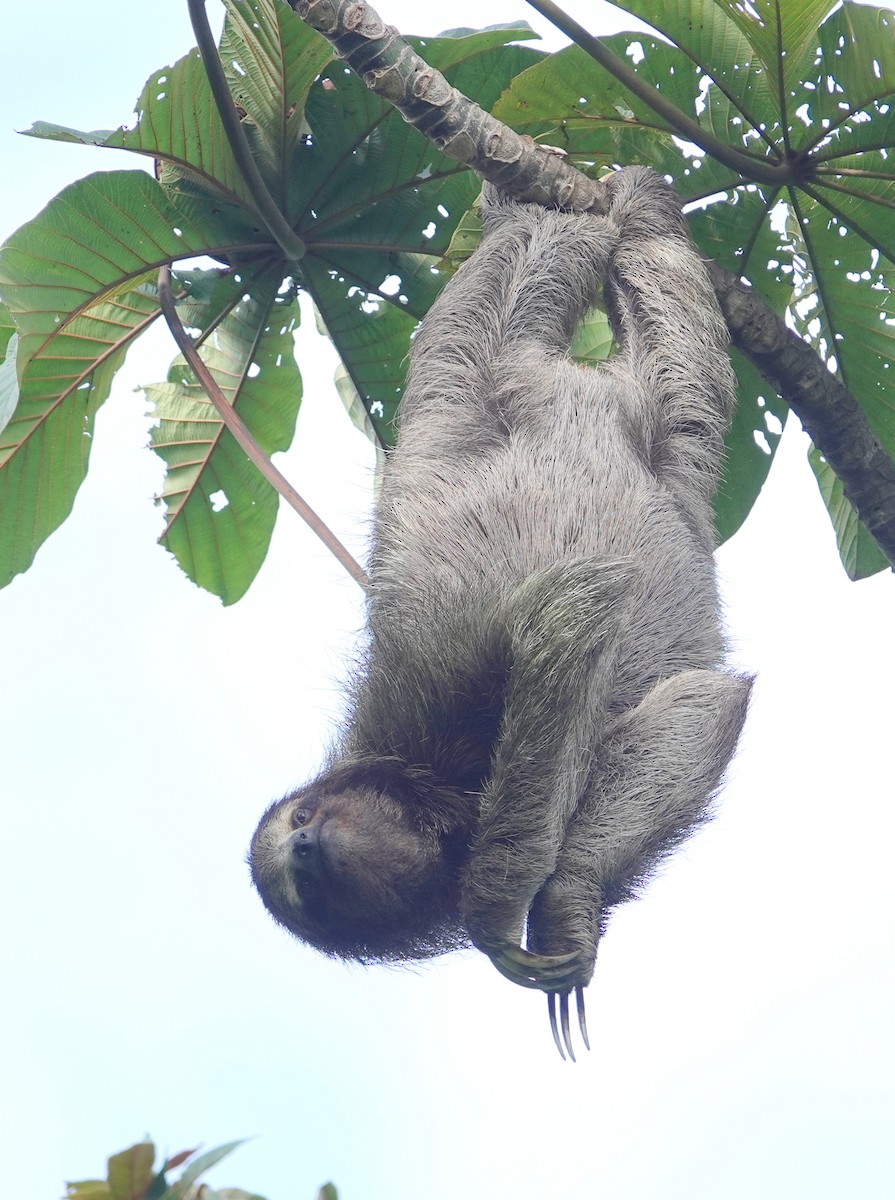 Brown-throated Three-toed Sloth - ML645337720