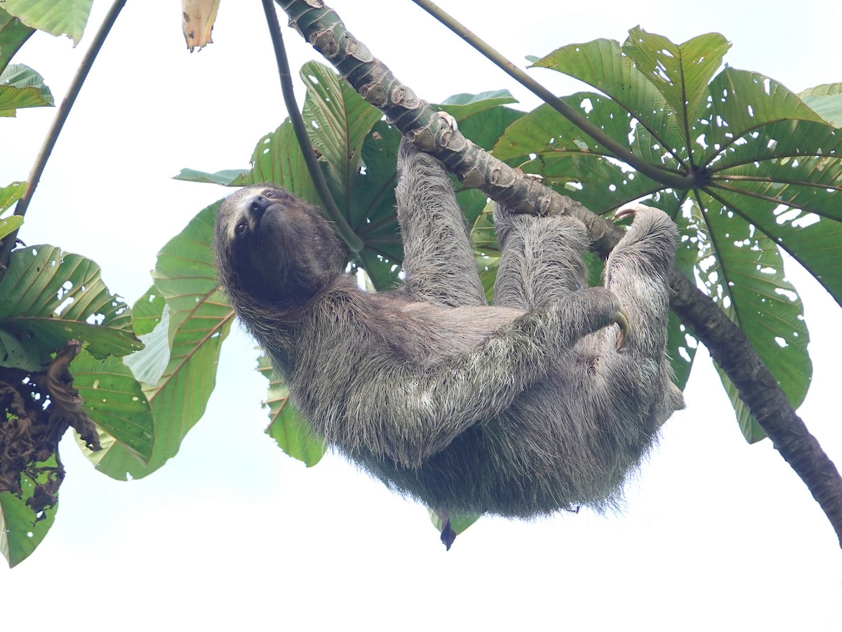 Brown-throated Three-toed Sloth - ML645337721