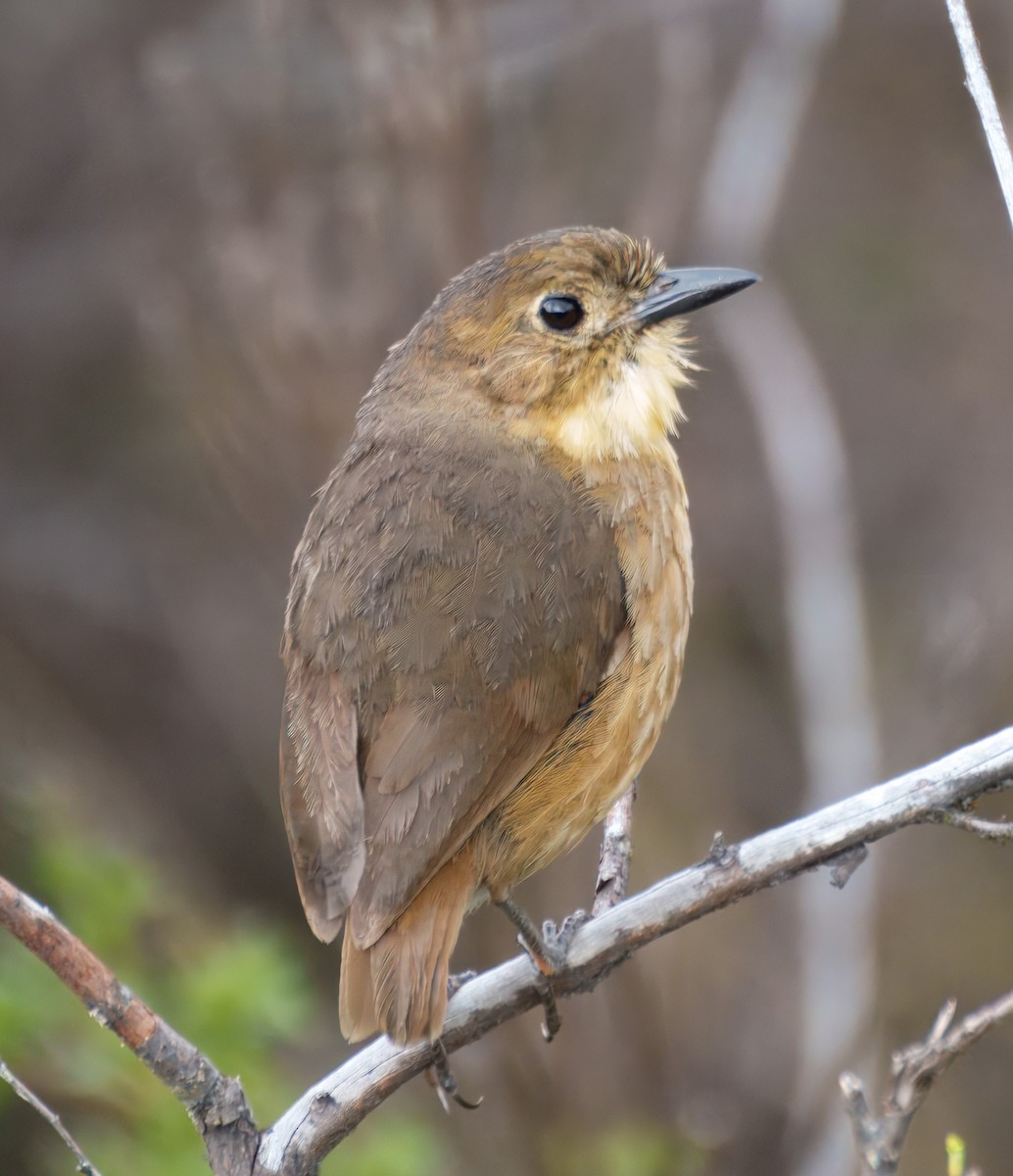 Tawny Antpitta - ML645337725